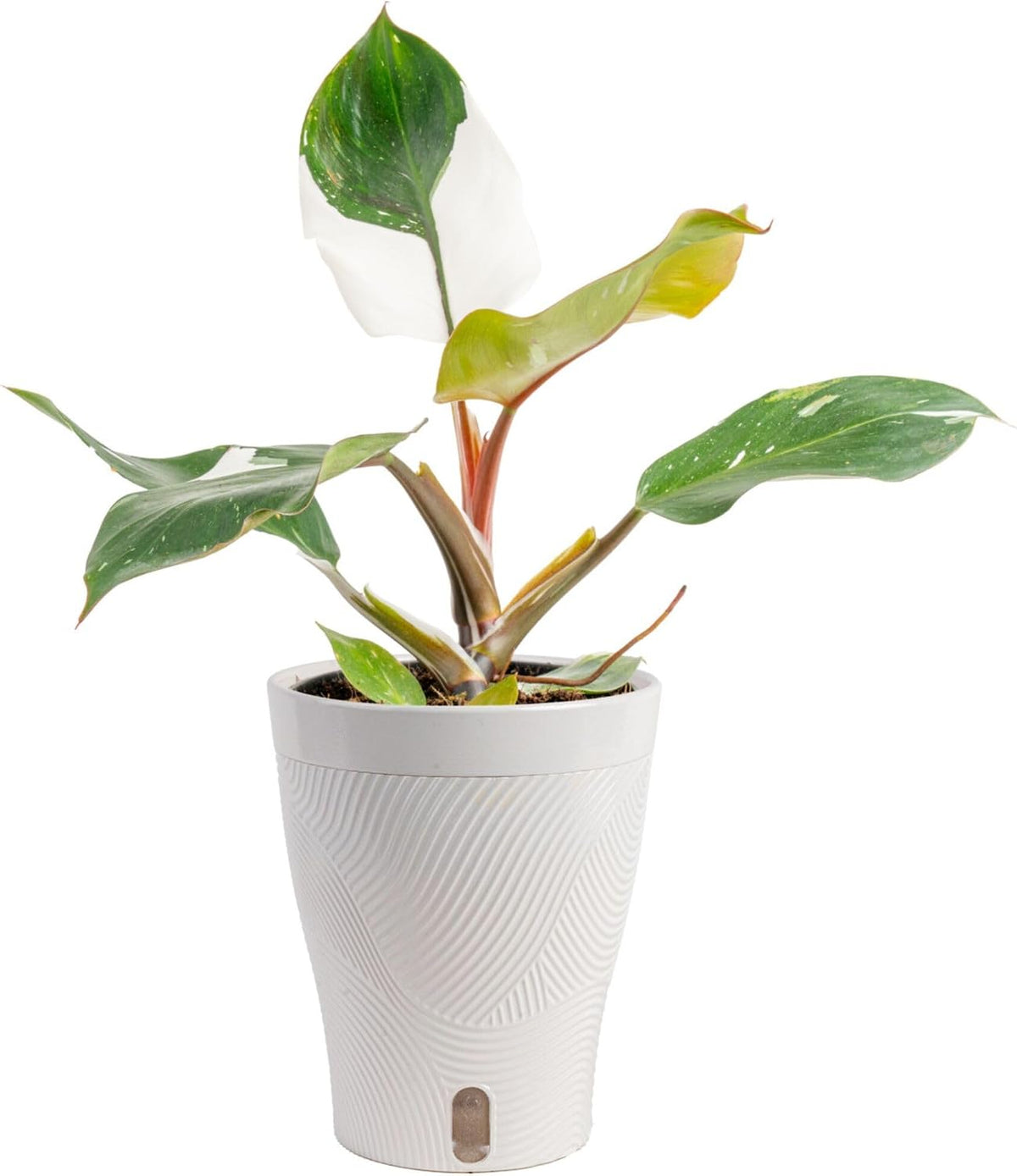 Chinese Evergreen, Live Indoor Plant, Easy Care, Home Decor
