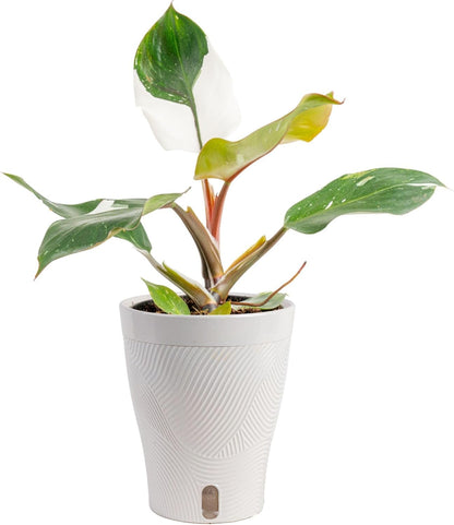 Chinese Evergreen, Live Indoor Plant, Easy Care, Home Decor