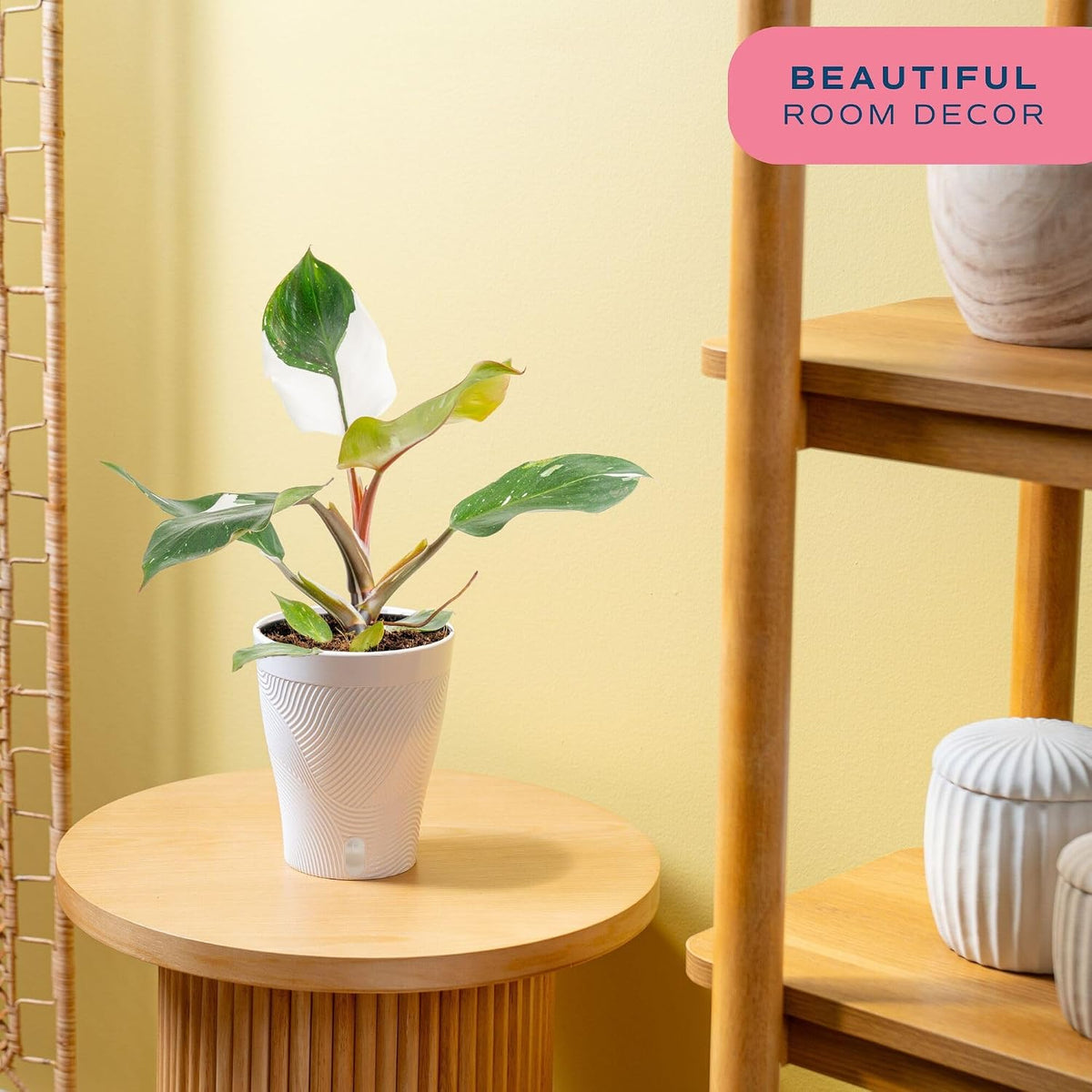 Chinese Evergreen, Live Indoor Plant, Easy Care, Home Decor
