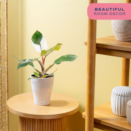 Chinese Evergreen, Live Indoor Plant, Easy Care, Home Decor