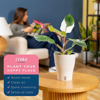 Chinese Evergreen, Live Indoor Plant, Easy Care, Home Decor
