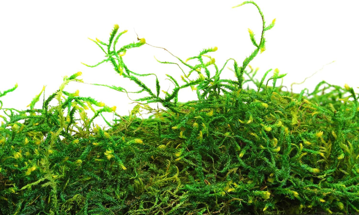 (25320) Forest Moss Preserved, Fresh Green, 2oz