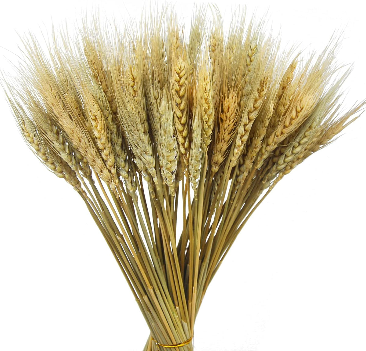 100 Pcs Dried Wheat Stalks Bundle Grass Natural Dried Wheat Sheaves Stems Dried Flowers Arrangement Bouquet for Wedding Party Table Centerpiece Fall Harvest Wreath Boho Decor Farmhouse DIY