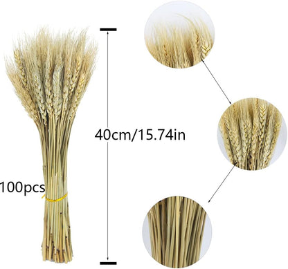 100 Pcs Dried Wheat Stalks Bundle Grass Natural Dried Wheat Sheaves Stems Dried Flowers Arrangement Bouquet for Wedding Party Table Centerpiece Fall Harvest Wreath Boho Decor Farmhouse DIY