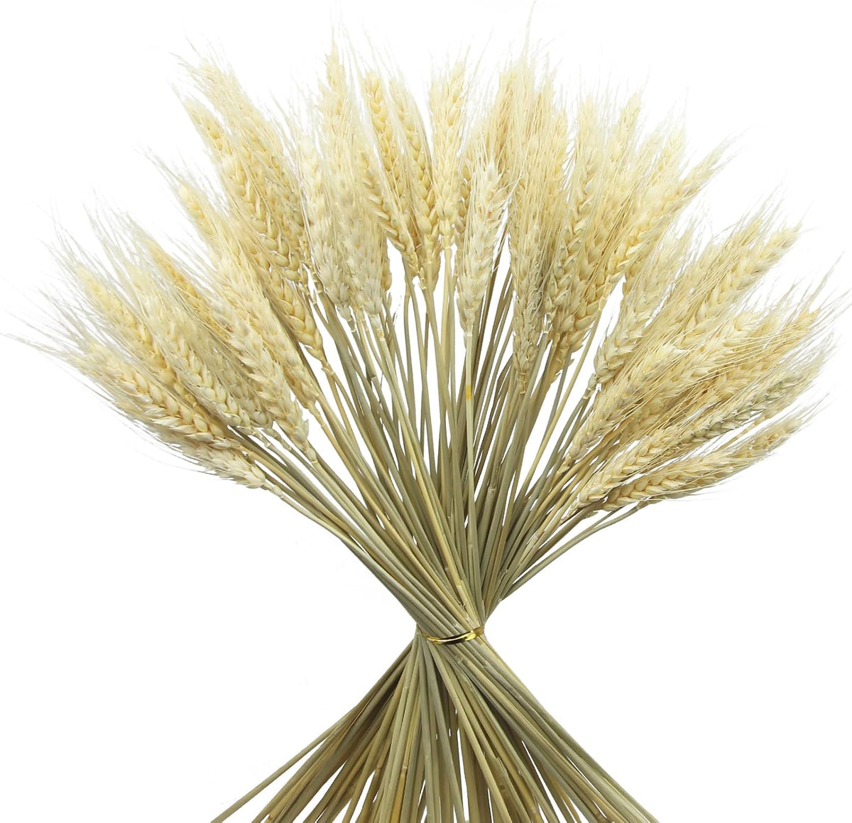 100 Pcs Dried Wheat Stalks Bundle Grass Natural Dried Wheat Sheaves Stems Dried Flowers Arrangement Bouquet for Wedding Party Table Centerpiece Fall Harvest Wreath Boho Decor Farmhouse DIY