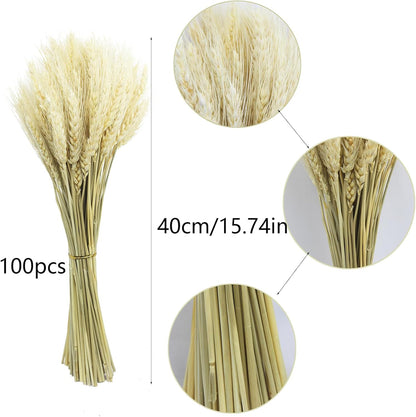 100 Pcs Dried Wheat Stalks Bundle Grass Natural Dried Wheat Sheaves Stems Dried Flowers Arrangement Bouquet for Wedding Party Table Centerpiece Fall Harvest Wreath Boho Decor Farmhouse DIY