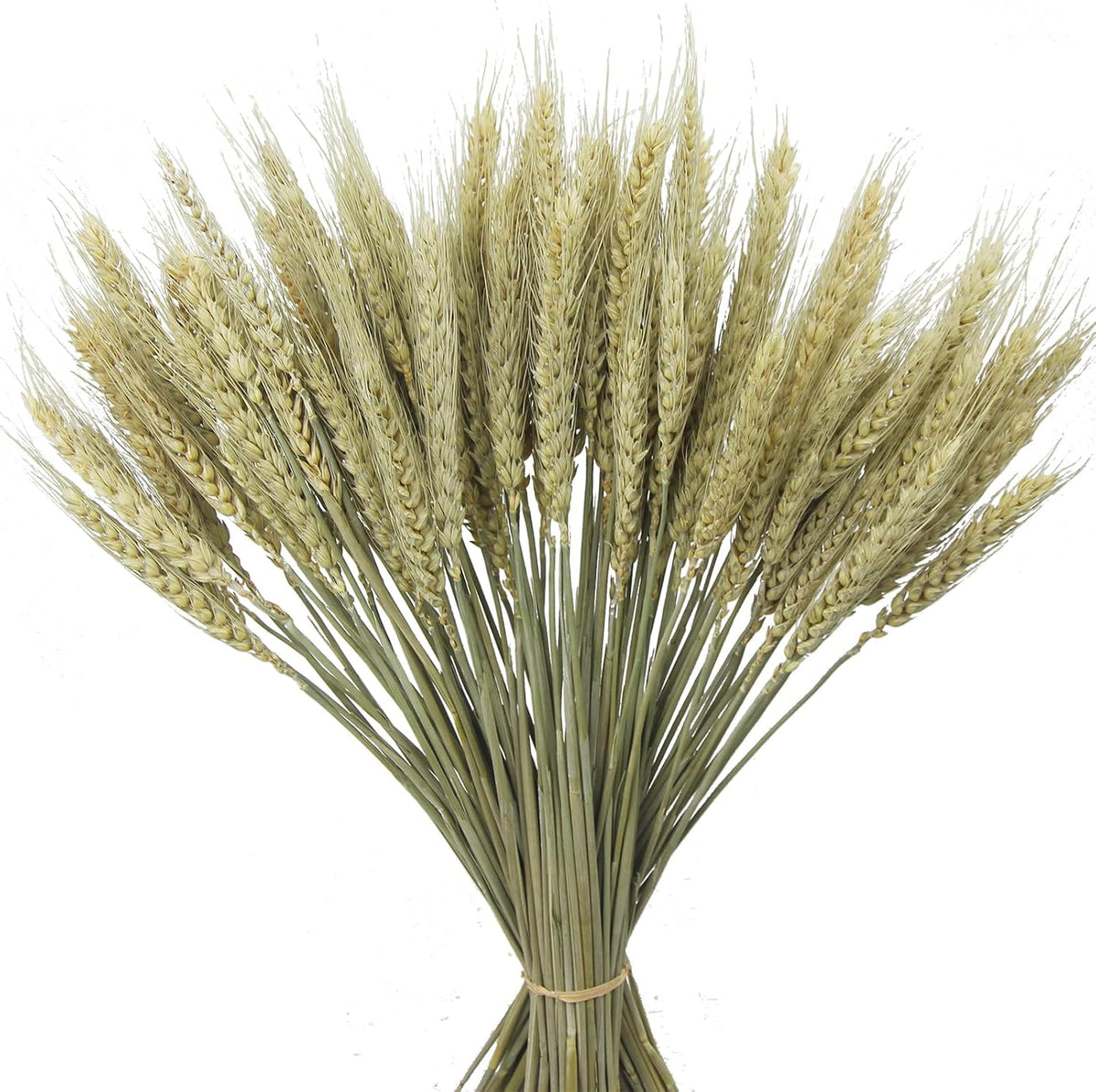 100 Pcs Dried Wheat Stalks Bundle Grass Natural Dried Wheat Sheaves Stems Dried Flowers Arrangement Bouquet for Wedding Party Table Centerpiece Fall Harvest Wreath Boho Decor Farmhouse DIY