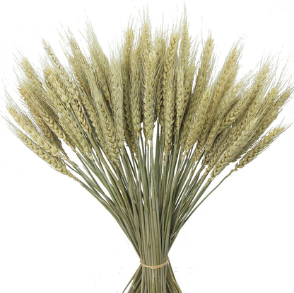 100 Pcs Dried Wheat Stalks Bundle Grass Natural Dried Wheat Sheaves Stems Dried Flowers Arrangement Bouquet for Wedding Party Table Centerpiece Fall Harvest Wreath Boho Decor Farmhouse DIY