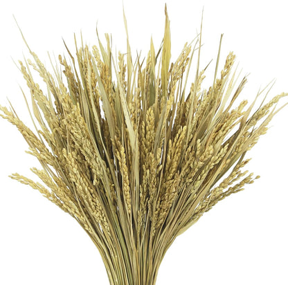 100 Pcs Dried Wheat Stalks Bundle Grass Natural Dried Wheat Sheaves Stems Dried Flowers Arrangement Bouquet for Wedding Party Table Centerpiece Fall Harvest Wreath Boho Decor Farmhouse DIY