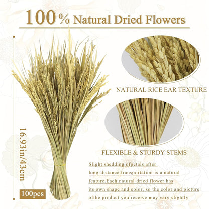 100 Pcs Dried Wheat Stalks Bundle Grass Natural Dried Wheat Sheaves Stems Dried Flowers Arrangement Bouquet for Wedding Party Table Centerpiece Fall Harvest Wreath Boho Decor Farmhouse DIY