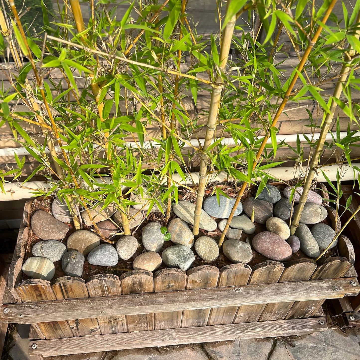 FANTIAN 5 lbs Natural Aquarium Rocks, 2-3 Inch Large Pebbles.Decorative River Rocks for Plants, Fish Tank, Garden, Paving, Fountain, Walkways and Outdoor Landscaping