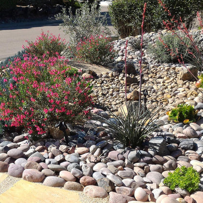 FANTIAN 5 lbs Natural Aquarium Rocks, 2-3 Inch Large Pebbles.Decorative River Rocks for Plants, Fish Tank, Garden, Paving, Fountain, Walkways and Outdoor Landscaping