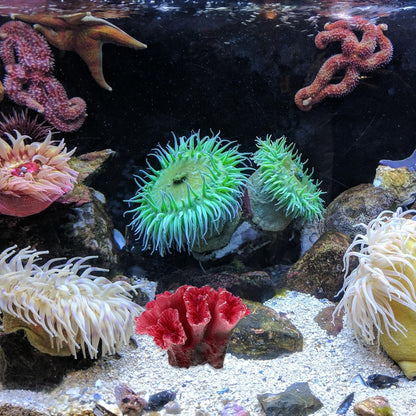 2pcs Artificial Reef Coral Aquarium Decorations, Red Fish Tank Ornaments, Home Tank Decor Coral for Aquarium Landscape, 2.8x2 Inch