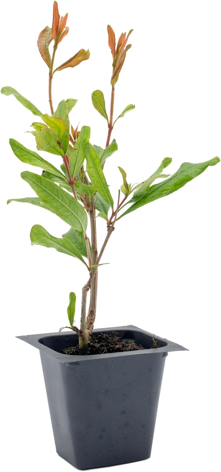 2 Pomegranate Wonderful Trees | Live Saplings in 2.5-inch Nursery Cubes | Punica Granatum 'Wonderful' Variety | Hardy Deciduous Trees and Shrubs | Red Fruit-Bearing Plant