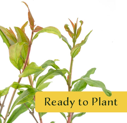 2 Pomegranate Wonderful Trees | Live Saplings in 2.5-inch Nursery Cubes | Punica Granatum 'Wonderful' Variety | Hardy Deciduous Trees and Shrubs | Red Fruit-Bearing Plant