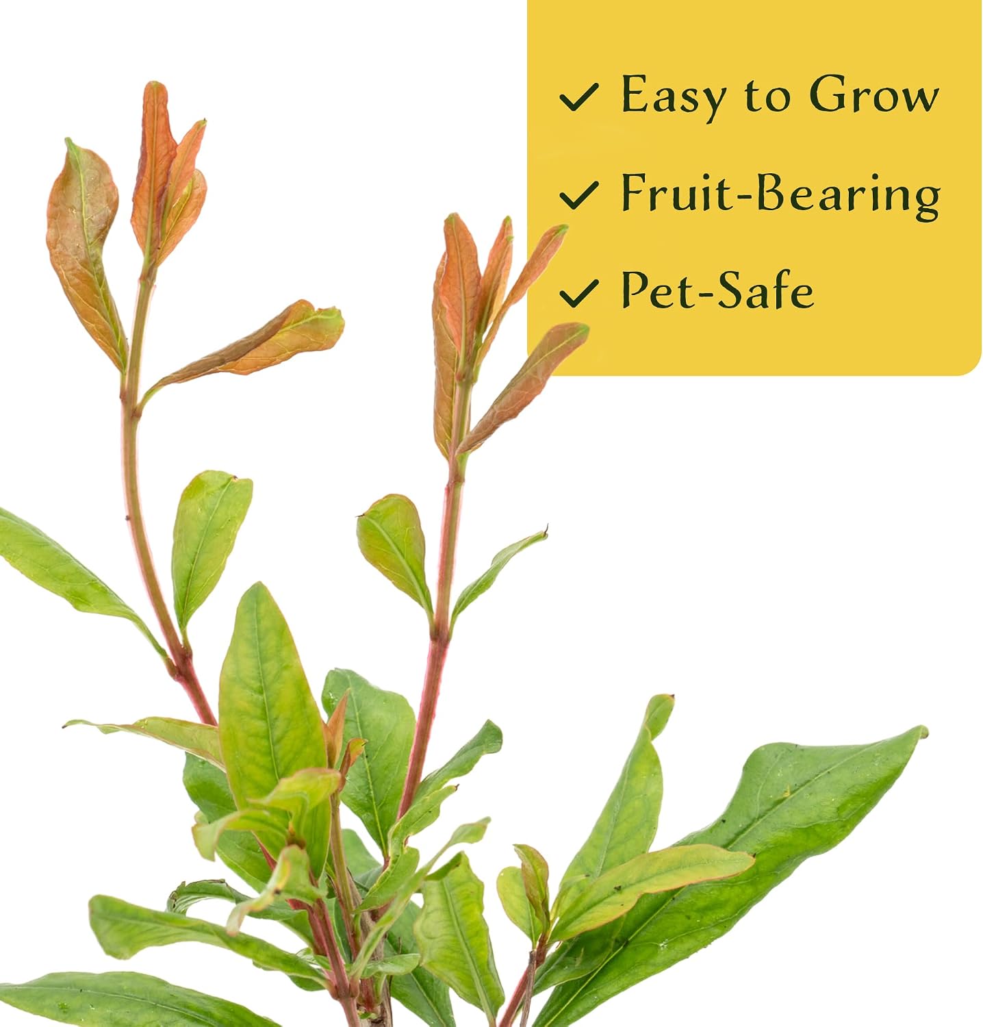 2 Pomegranate Wonderful Trees | Live Saplings in 2.5-inch Nursery Cubes | Punica Granatum 'Wonderful' Variety | Hardy Deciduous Trees and Shrubs | Red Fruit-Bearing Plant