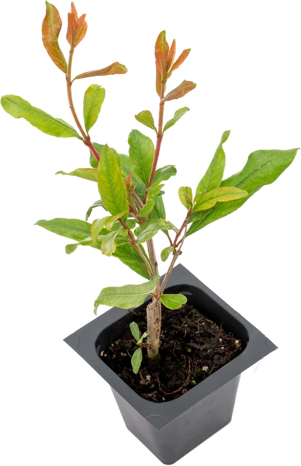 2 Pomegranate Wonderful Trees | Live Saplings in 2.5-inch Nursery Cubes | Punica Granatum 'Wonderful' Variety | Hardy Deciduous Trees and Shrubs | Red Fruit-Bearing Plant
