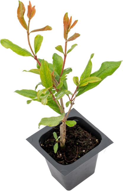 2 Pomegranate Wonderful Trees | Live Saplings in 2.5-inch Nursery Cubes | Punica Granatum 'Wonderful' Variety | Hardy Deciduous Trees and Shrubs | Red Fruit-Bearing Plant