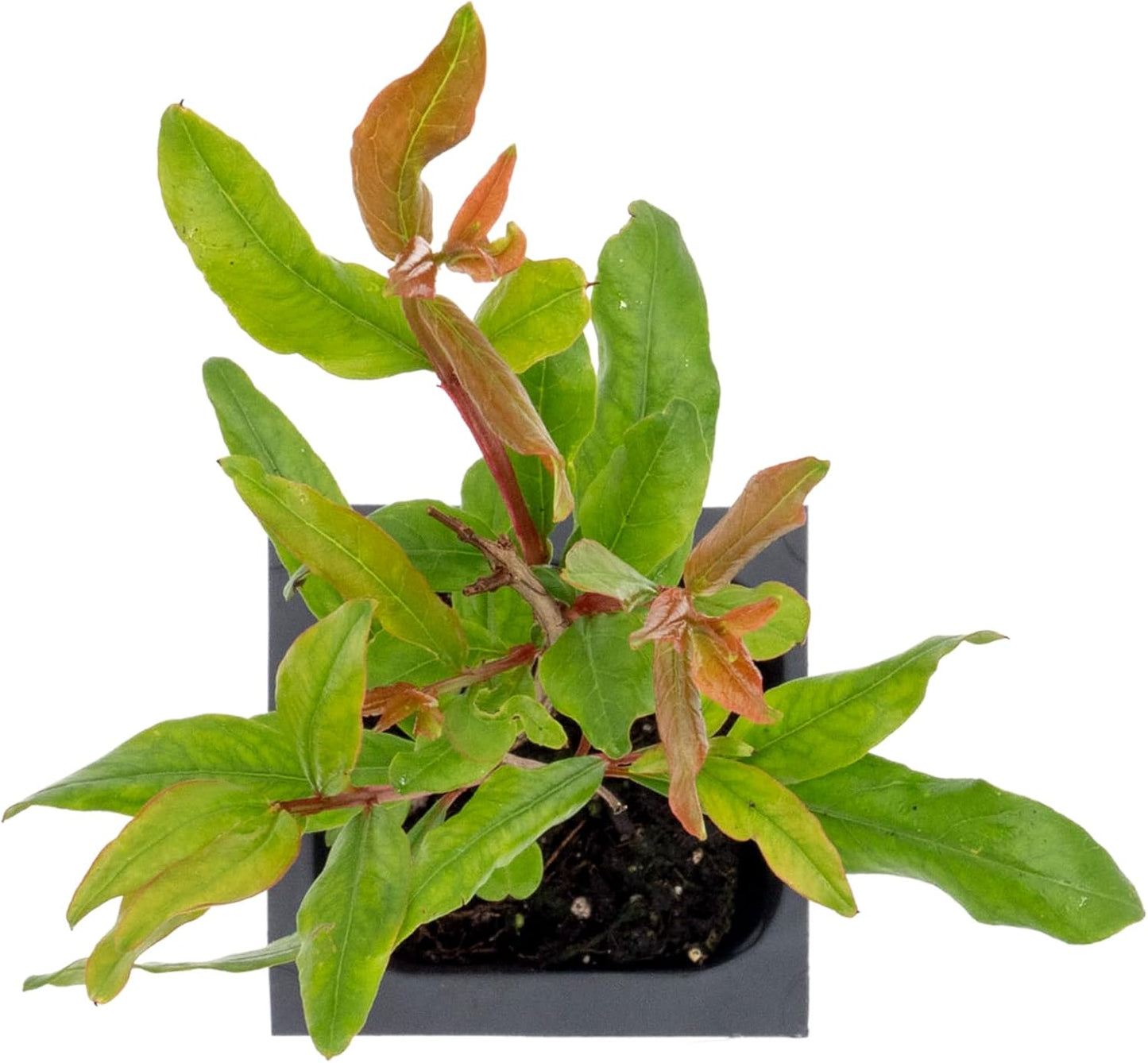 2 Pomegranate Wonderful Trees | Live Saplings in 2.5-inch Nursery Cubes | Punica Granatum 'Wonderful' Variety | Hardy Deciduous Trees and Shrubs | Red Fruit-Bearing Plant