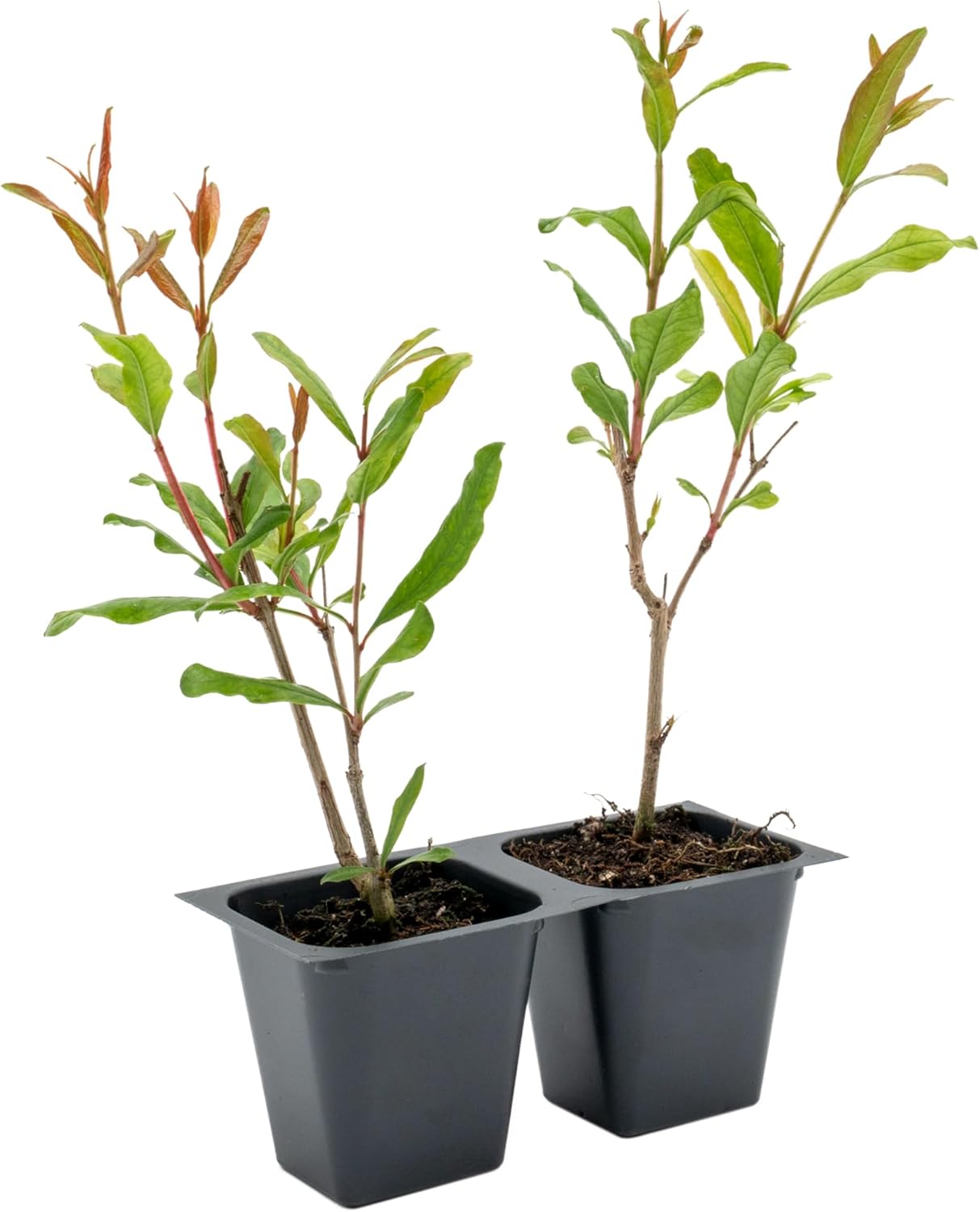2 Pomegranate Wonderful Trees | Live Saplings in 2.5-inch Nursery Cubes | Punica Granatum 'Wonderful' Variety | Hardy Deciduous Trees and Shrubs | Red Fruit-Bearing Plant