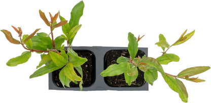 2 Pomegranate Wonderful Trees | Live Saplings in 2.5-inch Nursery Cubes | Punica Granatum 'Wonderful' Variety | Hardy Deciduous Trees and Shrubs | Red Fruit-Bearing Plant