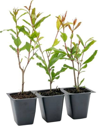 2 Pomegranate Wonderful Trees | Live Saplings in 2.5-inch Nursery Cubes | Punica Granatum 'Wonderful' Variety | Hardy Deciduous Trees and Shrubs | Red Fruit-Bearing Plant