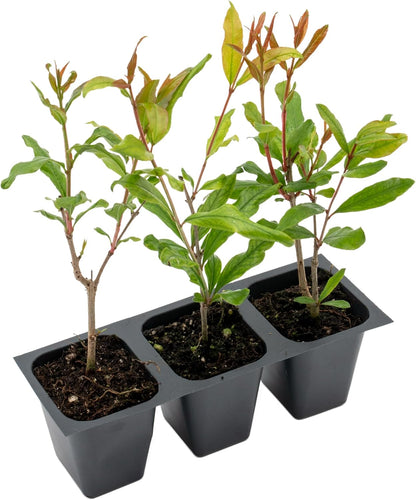 2 Pomegranate Wonderful Trees | Live Saplings in 2.5-inch Nursery Cubes | Punica Granatum 'Wonderful' Variety | Hardy Deciduous Trees and Shrubs | Red Fruit-Bearing Plant