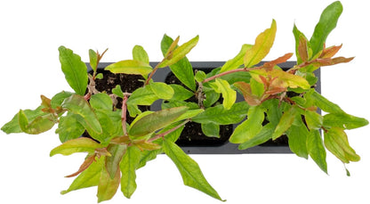 2 Pomegranate Wonderful Trees | Live Saplings in 2.5-inch Nursery Cubes | Punica Granatum 'Wonderful' Variety | Hardy Deciduous Trees and Shrubs | Red Fruit-Bearing Plant