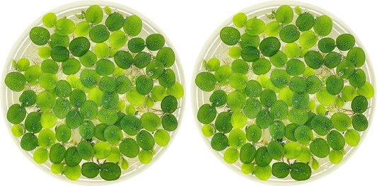 Water Spangle, Salvinia Minima, Live Aquarium/Aquatic/Freshwater/Floating/Pond Plant/Planted Tank/Aquascaping/Paludarium (24 Plants, 120+ Leaves)