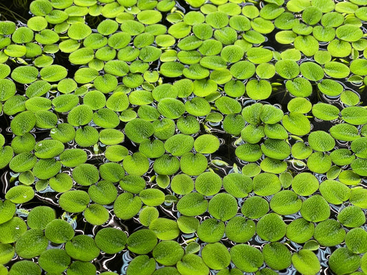Water Spangle, Salvinia Minima, Live Aquarium/Aquatic/Freshwater/Floating/Pond Plant/Planted Tank/Aquascaping/Paludarium (24 Plants, 120+ Leaves)