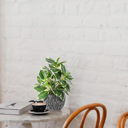 Artificial Potted Plant, Real Touch Artificial Oak Leaves Waterproof Fake Plants Indoor Outdoor, Eco Friendly Modern Concrete Greenery Plant Pots for Office Home Kitchen Shelf Farmhouse Decor