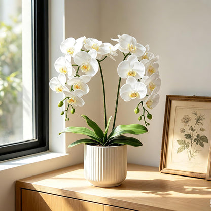 38 Inch Artificial Phalaenopsis Flowers Branches Real Touch (Not Silk) Orchids Flowers for Home Office Wedding Decoration,Pack of 2 (White)