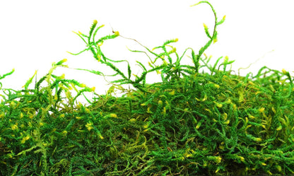 (25322) Forest Moss Preserved, Fresh Green, 8oz