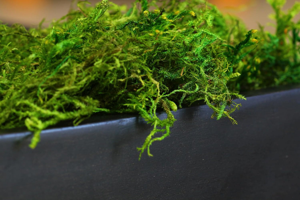 (25322) Forest Moss Preserved, Fresh Green, 8oz