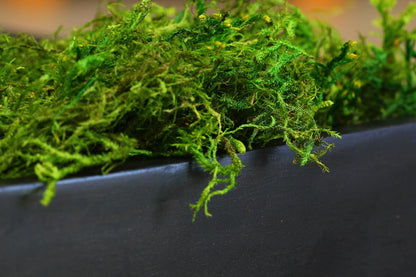 (25322) Forest Moss Preserved, Fresh Green, 8oz