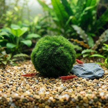 Moss Balls Decorative - Green Moss Balls Decorative, Natural Aquarium Plants Natural Handmade Ball Vase Fillers for Fish Tank Decor & Ecological Bottles (5cm)
