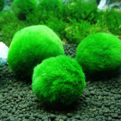 Moss Balls Decorative - Green Moss Balls Decorative, Natural Aquarium Plants Natural Handmade Ball Vase Fillers for Fish Tank Decor & Ecological Bottles (5cm)