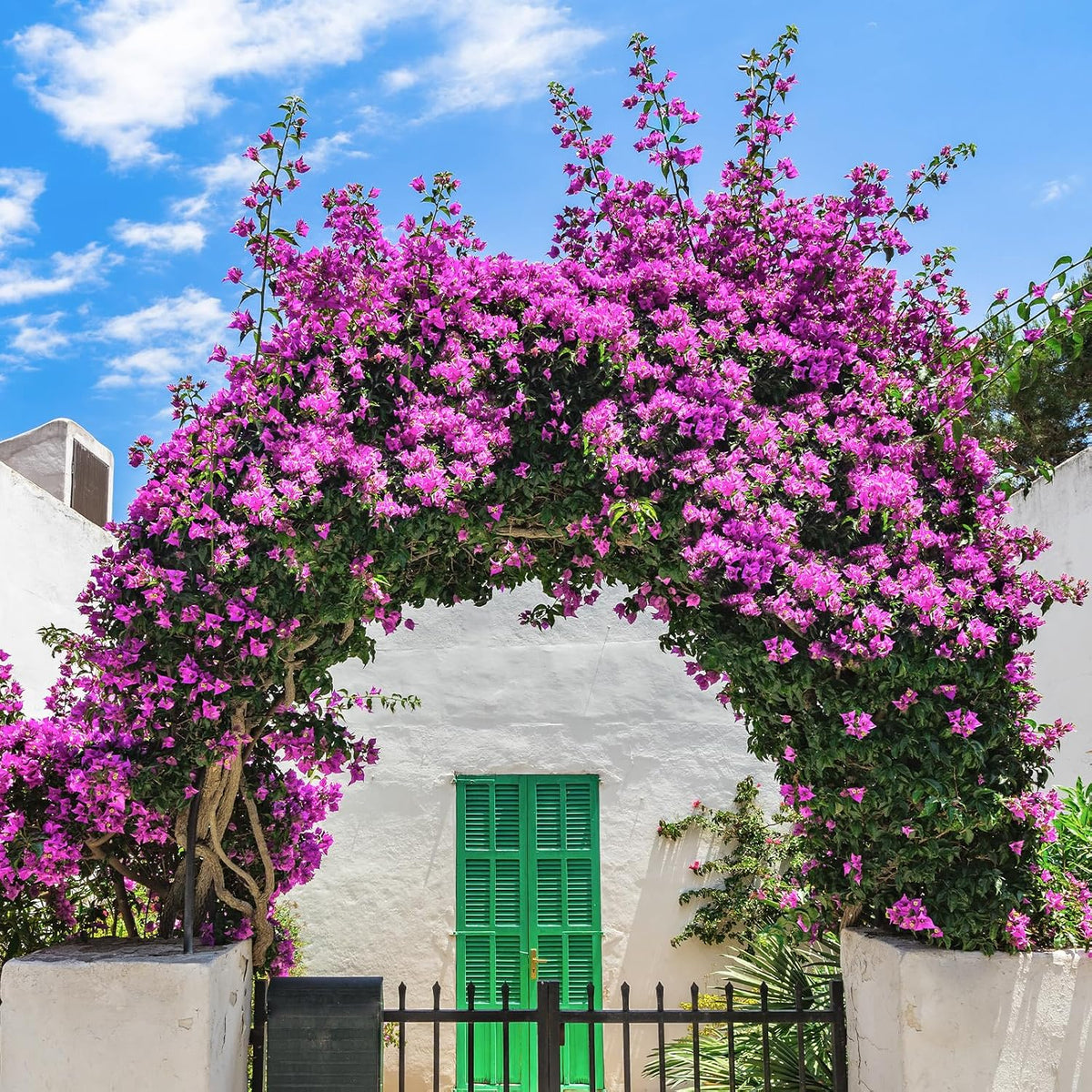 10PCS Bougainvillea Artificial Flowers 30" Silk Fake Bougainvillea Branches Faux Flowers Vines for Home，Garden，Wedding，Party，Indoor and Outdoor，Floral Arrangement and DIY Decor（Purple）