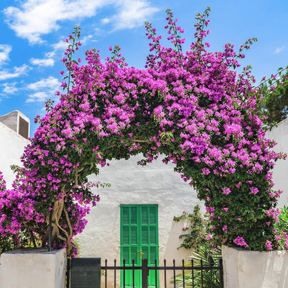 10PCS Bougainvillea Artificial Flowers 30" Silk Fake Bougainvillea Branches Faux Flowers Vines for Home，Garden，Wedding，Party，Indoor and Outdoor，Floral Arrangement and DIY Decor（Purple）