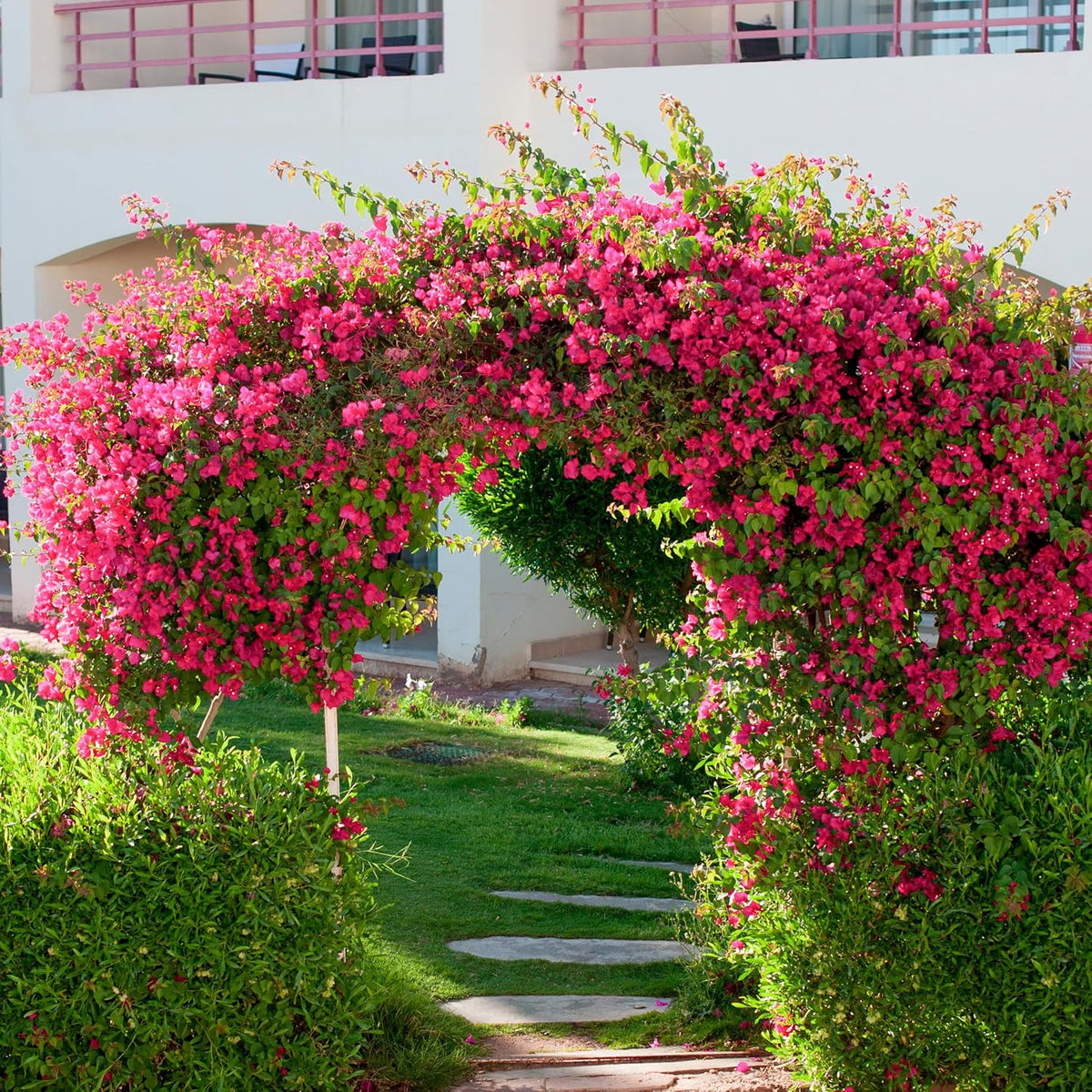 10PCS Bougainvillea Artificial Flowers 30" Silk Fake Bougainvillea Branches Faux Flowers Vines for Home，Garden，Wedding，Party，Indoor and Outdoor，Floral Arrangement and DIY Decor（Purple）