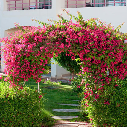 10PCS Bougainvillea Artificial Flowers 30" Silk Fake Bougainvillea Branches Faux Flowers Vines for Home，Garden，Wedding，Party，Indoor and Outdoor，Floral Arrangement and DIY Decor（Purple）