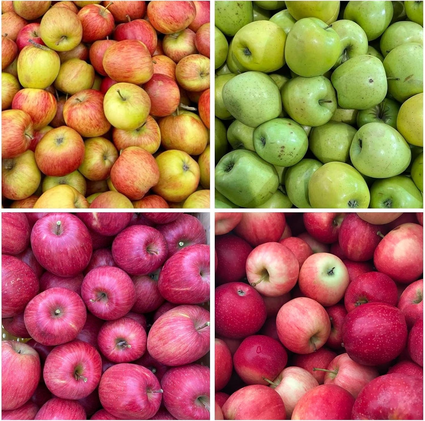 50Pcs Premium Apple Seeds for Planting - Hardy Fruit Trees, Ideal for Home Containers
