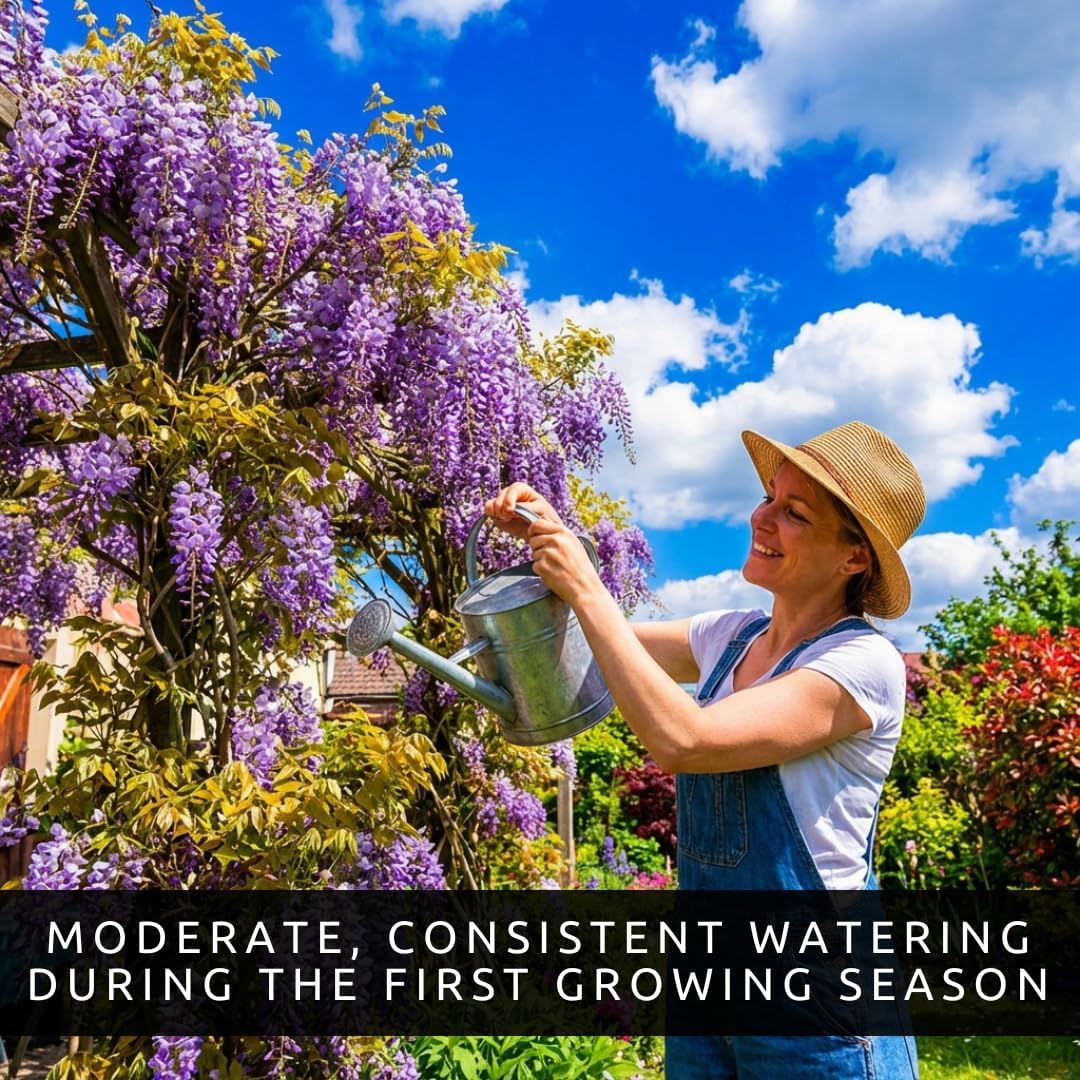 Wisteria Seeds Variety Pack – 15 Seeds Total (5 Pink, 5 Purple, 5 White) – Fast Growing Perennial Flowering Vine for Trellis, Arbor & Garden – Fragrant Climbing Plant Seeds for Outdoor Planting