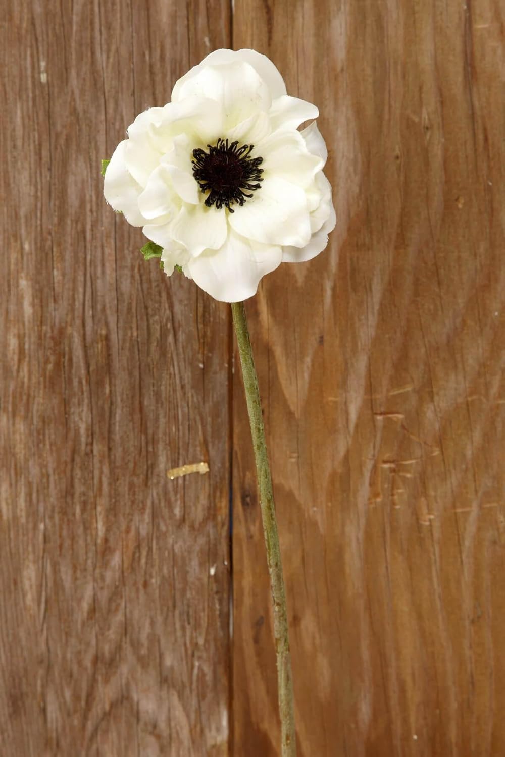 Sandblasted Ghostwood Branch 12" (California Driftwood)