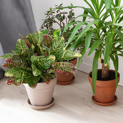Artificial Croton Plant Leaf Branches Lifelike Tropical Houseplant Bush Stems for Home Office Decoration 2 Pack