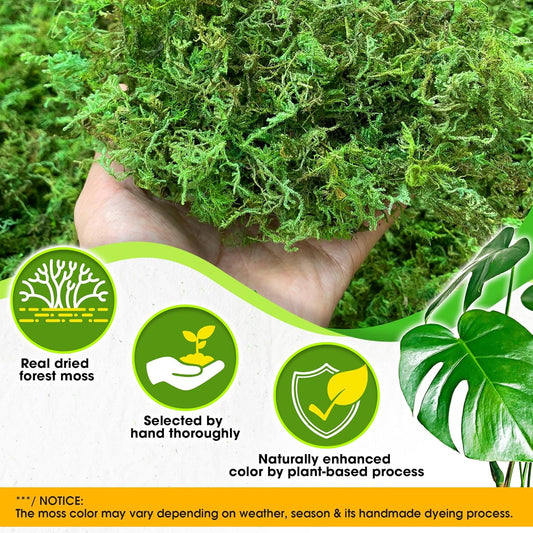 Green Forest Moss for Crafts, Real Dried Decorative Moss, 2 oz | Indoor Planter Soil Cover, Table Centerpieces, Wedding, Easter & Christmas Decor, DIY Projects