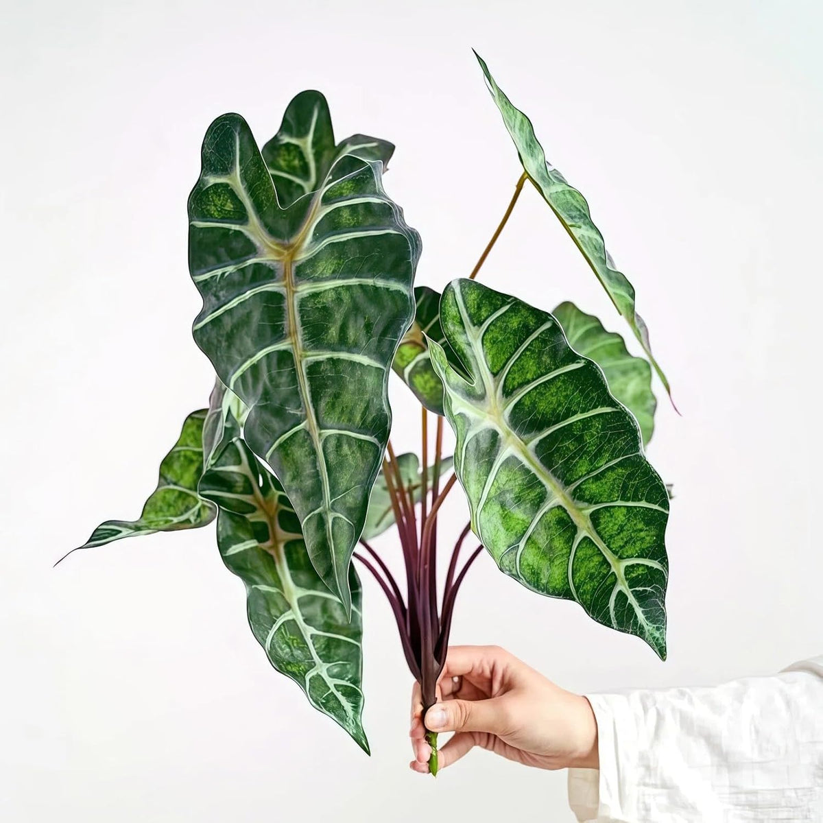 Artificial Alocasia Plant, Purple Tropical Plant, 17.7 in, 2 PCS