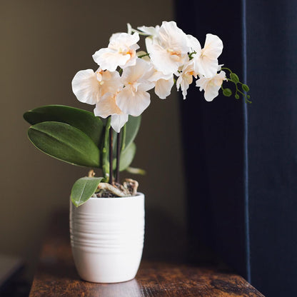 6 Pcs Artificial Orchid Stems 33.5" Tall 9 Large Petals Fake White Phalaenopsis Flower Arrangements for Home Wedding Living Room Table Centerpiece Office Table Decor White
