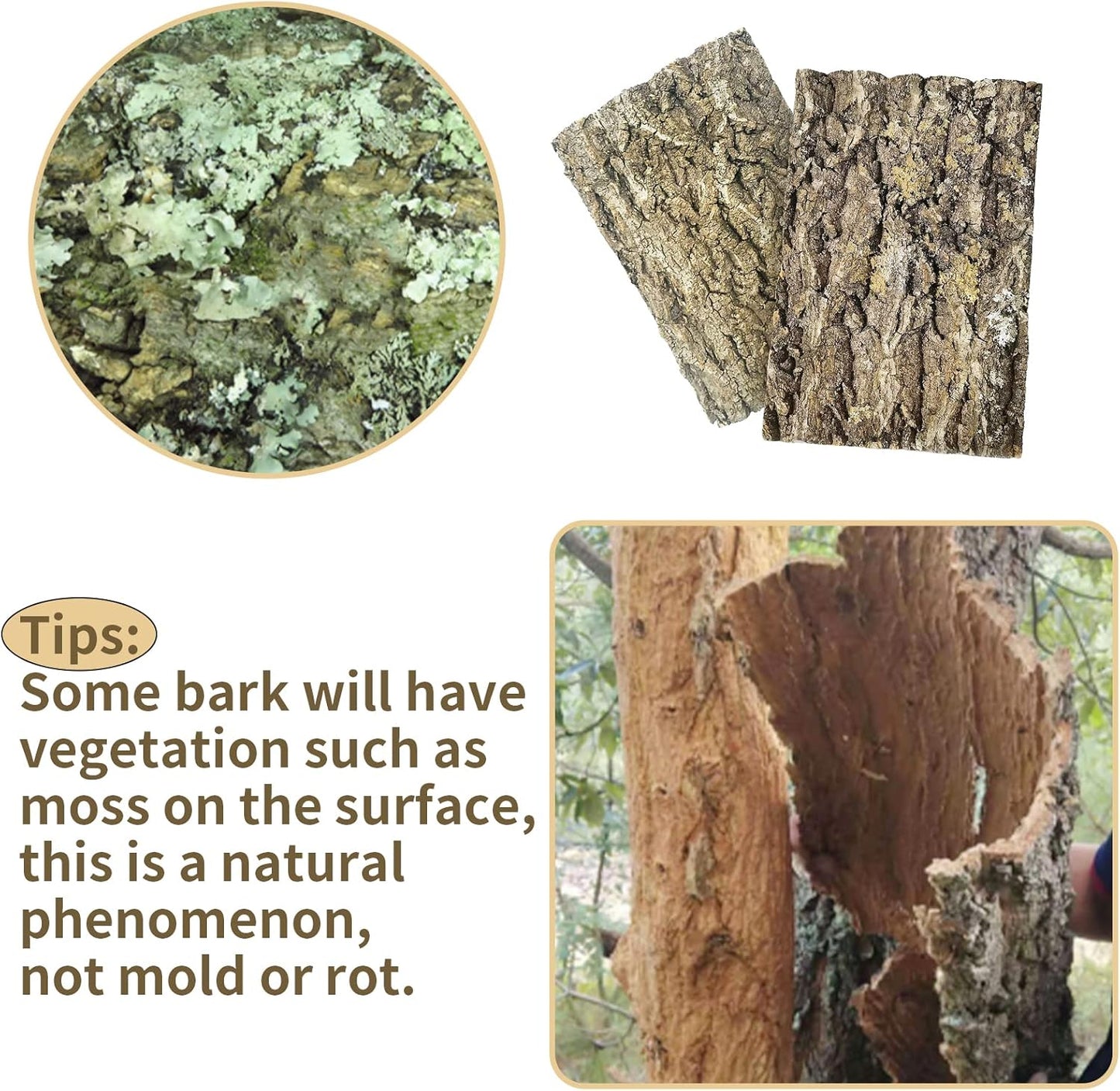 2 PCS Cork Bark Background, 11.6" x 7.7" Natural Reptile Terrarium Backdrop, Reptile Climbing Wall Decor for Bearded Dragon, Gecko, Chameleon, Snake