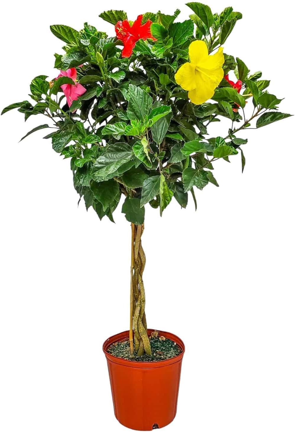 Braided Hibiscus Tree - Mixed (3 to 4 Flower Colors) - Overall Height 36" to 42"